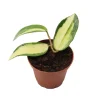 Hoya Acuta Inner Variegated Live Plant – 2.5 inch Pot – Indoor Houseplant - Image 1