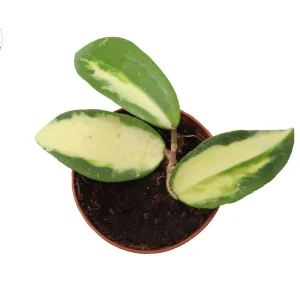 Hoya Acuta Inner Variegated Live Plant – 2.5 inch Pot – Indoor Houseplant - Image 2