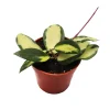 Hoya Acuta Inner Variegated Live Plant - 4 inch Nursery Pot - Indoor Houseplant - Image 1