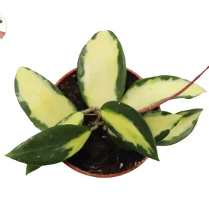 Hoya Acuta Inner Variegated Live Plant - 4 inch Nursery Pot - Indoor Houseplant - Image 2
