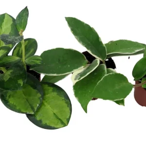 Hoya Assortment - 3 Pack Live Plants in 2-inch Pots - Indoor Wax Plants - Image 2