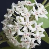 Hoya Australis Lisa Live Plant – 6 inch Pot – Indoor Vining Houseplant - Image 1