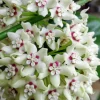 Hoya Australis Lisa Live Plant – 6 inch Pot – Indoor Vining Houseplant - Image 1