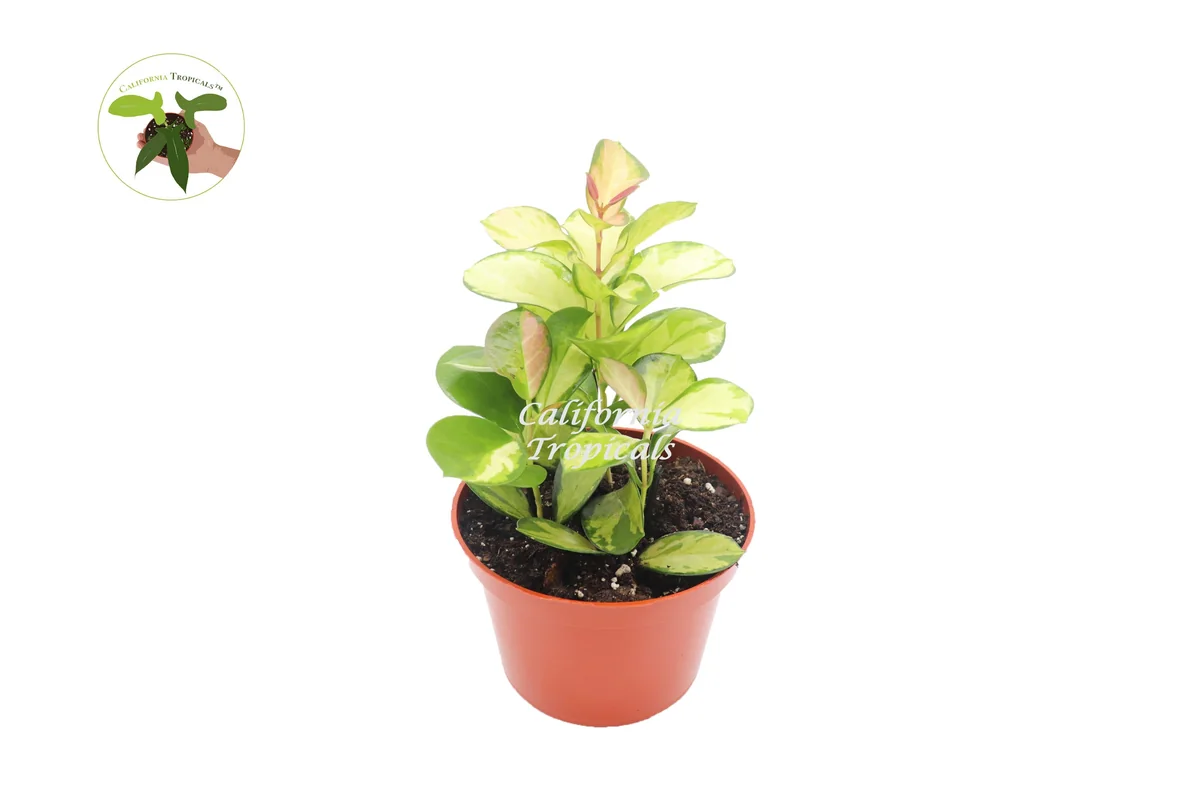 Hoya Australis Lisa Live Plant – 6 inch Potted Tropical Vine – Indoor - Image 1