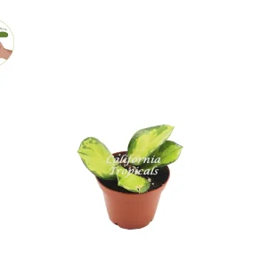 Hoya Australis Lisa Live Plant - Rare Variegated Hoya - 2.5 inch Pot - Indoor - Image 1