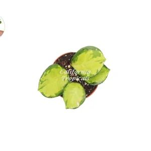 Hoya Australis Lisa Live Plant - Rare Variegated Hoya - 2.5 inch Pot - Indoor - Image 2