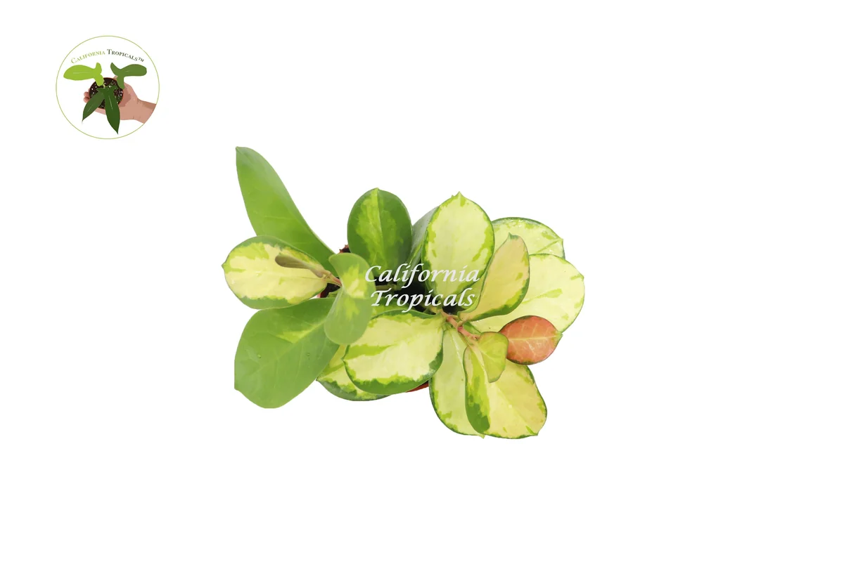 Hoya Australis Lisa Live Plant – Rare Variegated Hoya – 4 inch Pot – Indoor Houseplant - Image 2