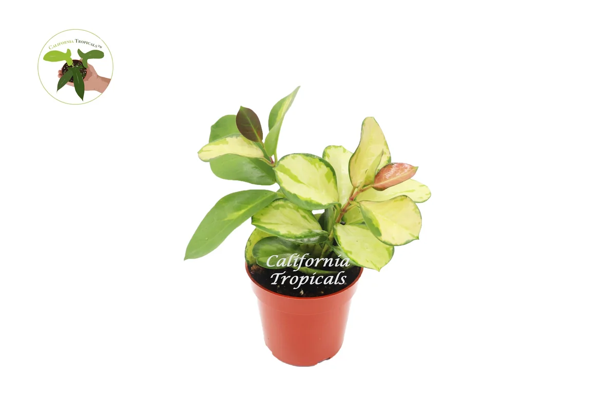 Hoya Australis Lisa Live Plant – Rare Variegated Hoya – 4 inch Pot – Indoor Houseplant - Image 1