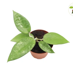 Hoya Black Margin Live Plant - 2.5 inch Potted Hoya - Indoor Succulent Vine - Image 1