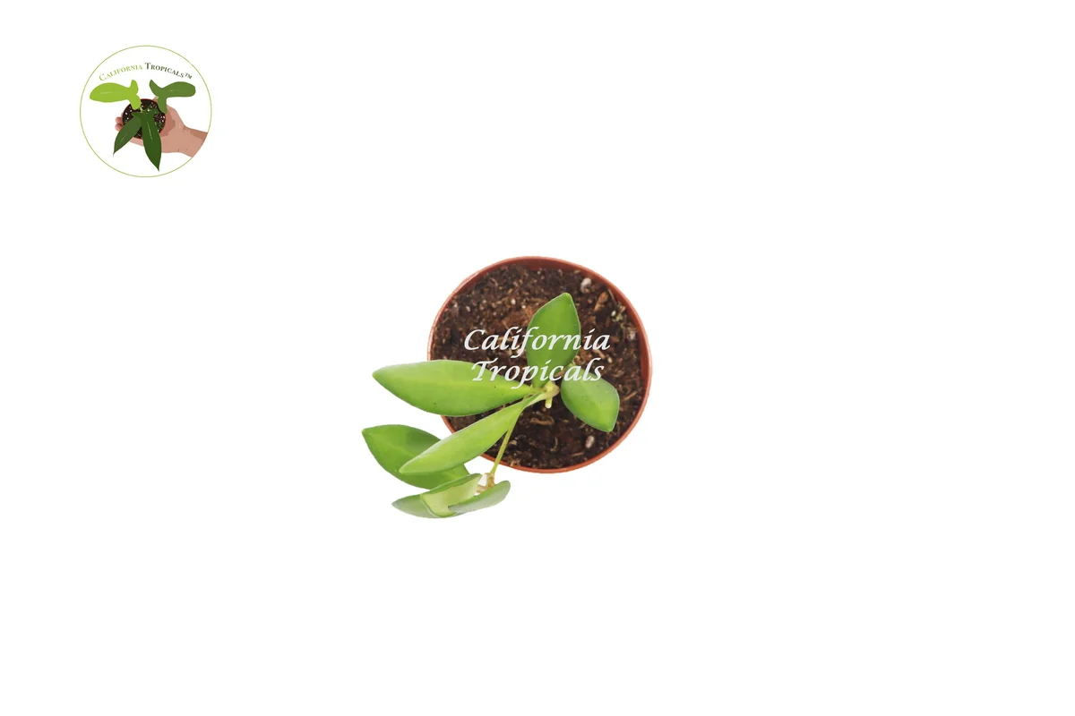 Hoya Burtoniae Live Plant – 2.5 inch Pot – Indoor Vining Houseplant - Image 2