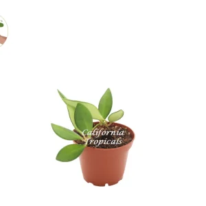 Hoya Burtoniae Live Plant – 2.5 inch Pot – Indoor Vining Houseplant - Image 1