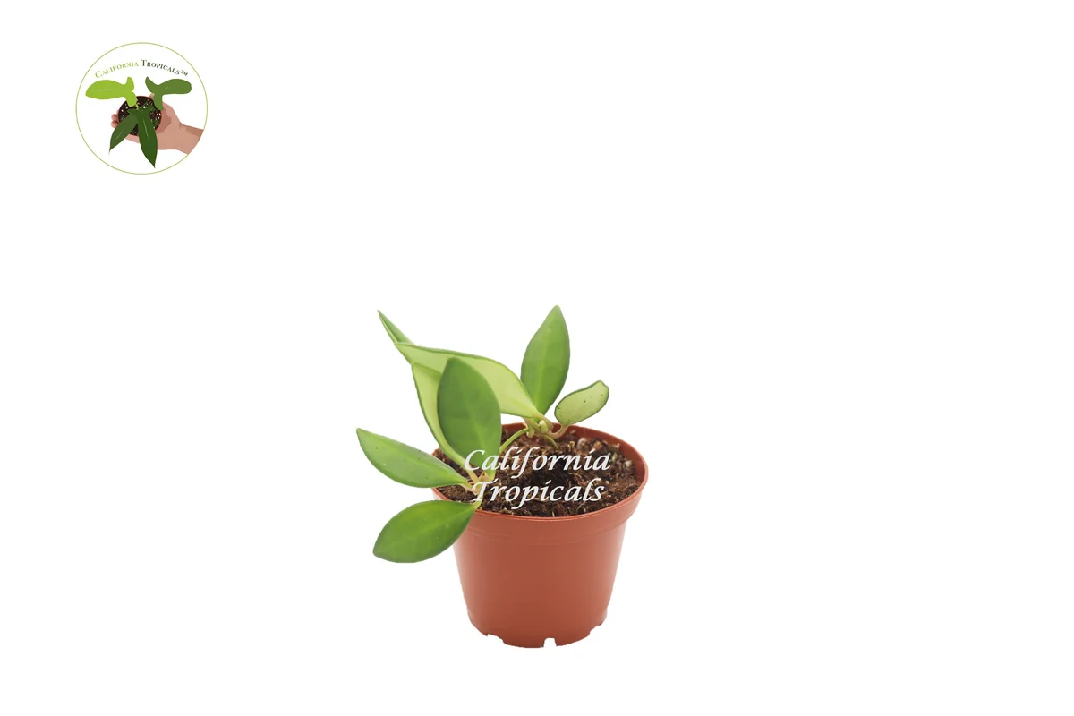 Hoya Burtoniae Live Plant – 2.5 inch Pot – Indoor Vining Houseplant - Image 1