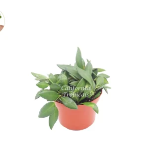 Hoya Burtoniae Live Plant – 6 Inch Potted Hoya – Indoor Houseplant - Image 1