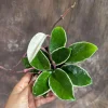 Hoya Carnosa Krimson Queen Live Plant – 4 inch Grow Pot – Tricolor Variegated Hoya – Indoor Houseplant - Image 1