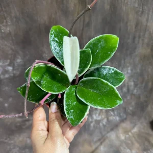 Hoya Carnosa Krimson Queen Live Plant – 4 inch Grow Pot – Tricolor Variegated Hoya – Indoor Houseplant - Image 4