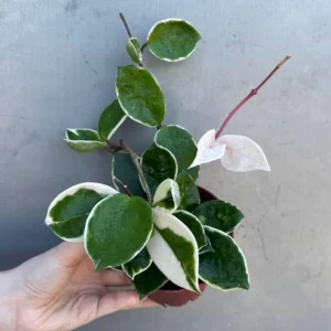 Hoya Carnosa 'Krimson Queen' Live Plant – Tricolor Variegated Hoya – 4 inch Pot – Indoor - Image 6