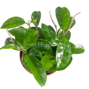 Hoya Carnosa Krinkle Wax Live Plant – 4 inch Pot – Indoor Succulent - Image 2