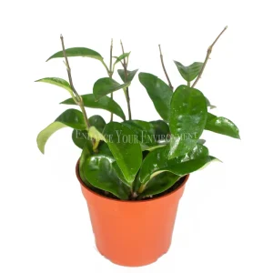 Hoya Carnosa Krinkle Wax Live Plant – 4 inch Pot – Indoor Succulent - Image 1