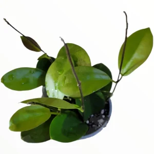 Hoya Carnosa Live Houseplant - Indoor Wax Plant for Home Decor - Image 2