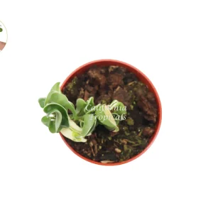 Hoya Compacta Variegata Hindu Rope Live Plant - 4 inch Pot - Indoor - Image 2