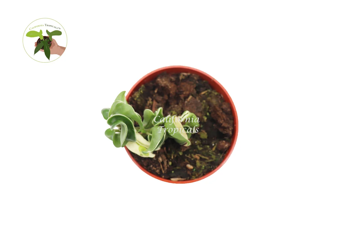 Hoya Compacta Variegata Hindu Rope Live Plant - 4 inch Pot - Indoor - Image 2