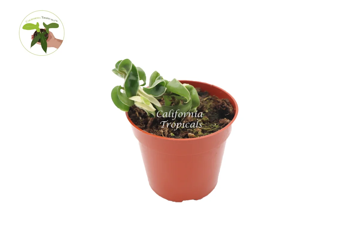 Hoya Compacta Variegata Hindu Rope Live Plant - 4 inch Pot - Indoor - Image 1