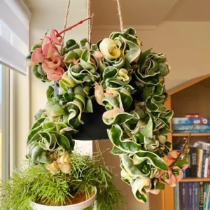 Hoya Compacta Variegated Live Plant – Indoor Houseplant Starter - Image 1