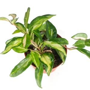 Hoya Crimson Princess Live Plant – 4 inch Potted Houseplant – Indoor - Image 2