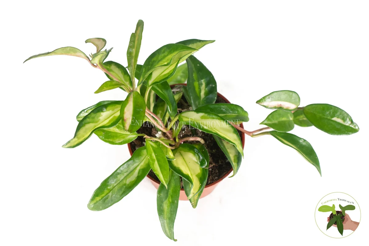 Hoya Crimson Princess Live Plant – 4 inch Potted Houseplant – Indoor - Image 2