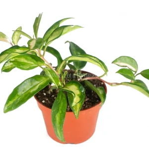 Hoya Crimson Princess Live Plant – 4 inch Potted Houseplant – Indoor - Image 1
