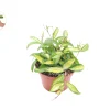 Hoya Crimson Princess Live Plant – 6 inch Pot – Indoor Trailing Houseplant - Image 1