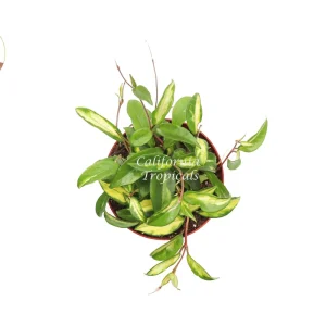 Hoya Crimson Princess Live Plant – 6 inch Pot – Indoor Trailing Houseplant - Image 2