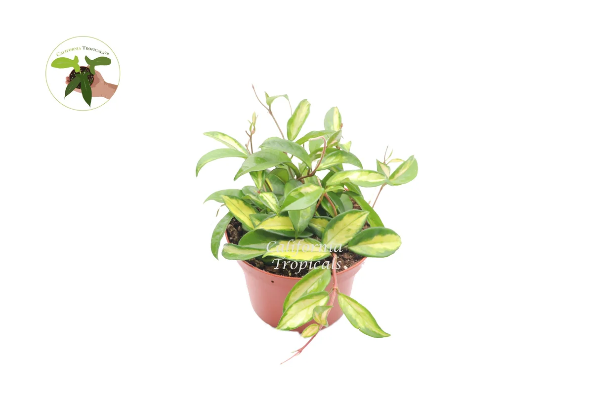 Hoya Crimson Princess Live Plant – 6 inch Pot – Indoor Trailing Houseplant - Image 1