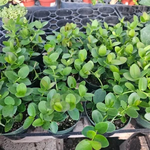 Hoya Cunninghamia Live Plant – 2in or 4in Pot – Indoor Trailing Houseplant - Image 2