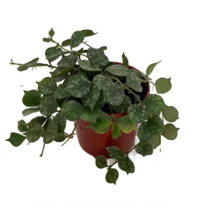 Hoya Curtisii Live Plant - Miniature Trailing Hoya - 4 inch Pot - Image 2
