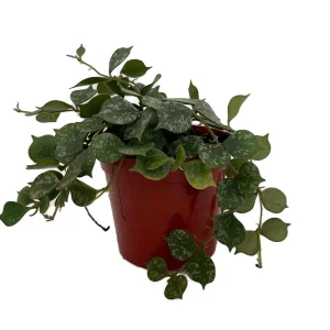 Hoya Curtisii Live Plant - Miniature Trailing Hoya - 4 inch Pot - Image 1