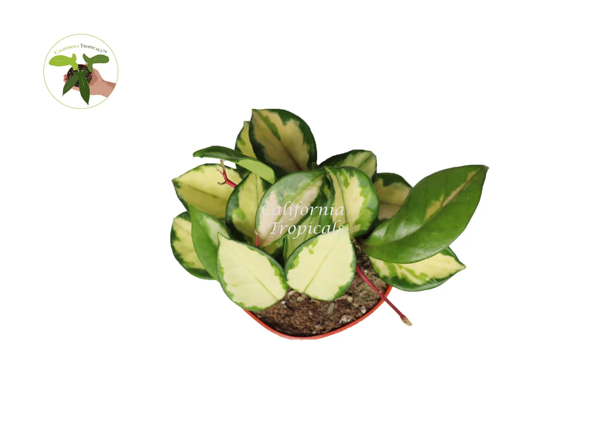 Hoya Exotica 'Tricolor' Live Plant - Vibrant Variegated Wax Plant, 4 inch Pot, Indoor - Image 2
