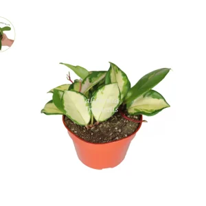 Hoya Exotica 'Tricolor' Live Plant - Vibrant Variegated Wax Plant, 4 inch Pot, Indoor - Image 1