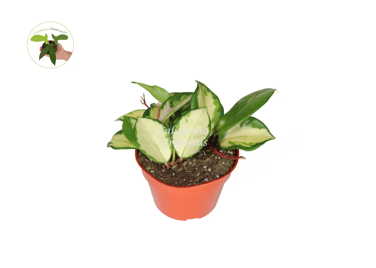 Hoya Exotica 'Tricolor' Live Plant - Vibrant Variegated Wax Plant, 4 inch Pot, Indoor - Image 1
