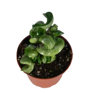 Hoya Hindu Rope Live Plant - 2.5