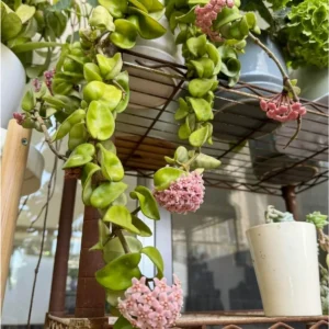 Hoya Hindu Rope Live Plant – 3 Inch Potted Indoor Houseplant - Image 2
