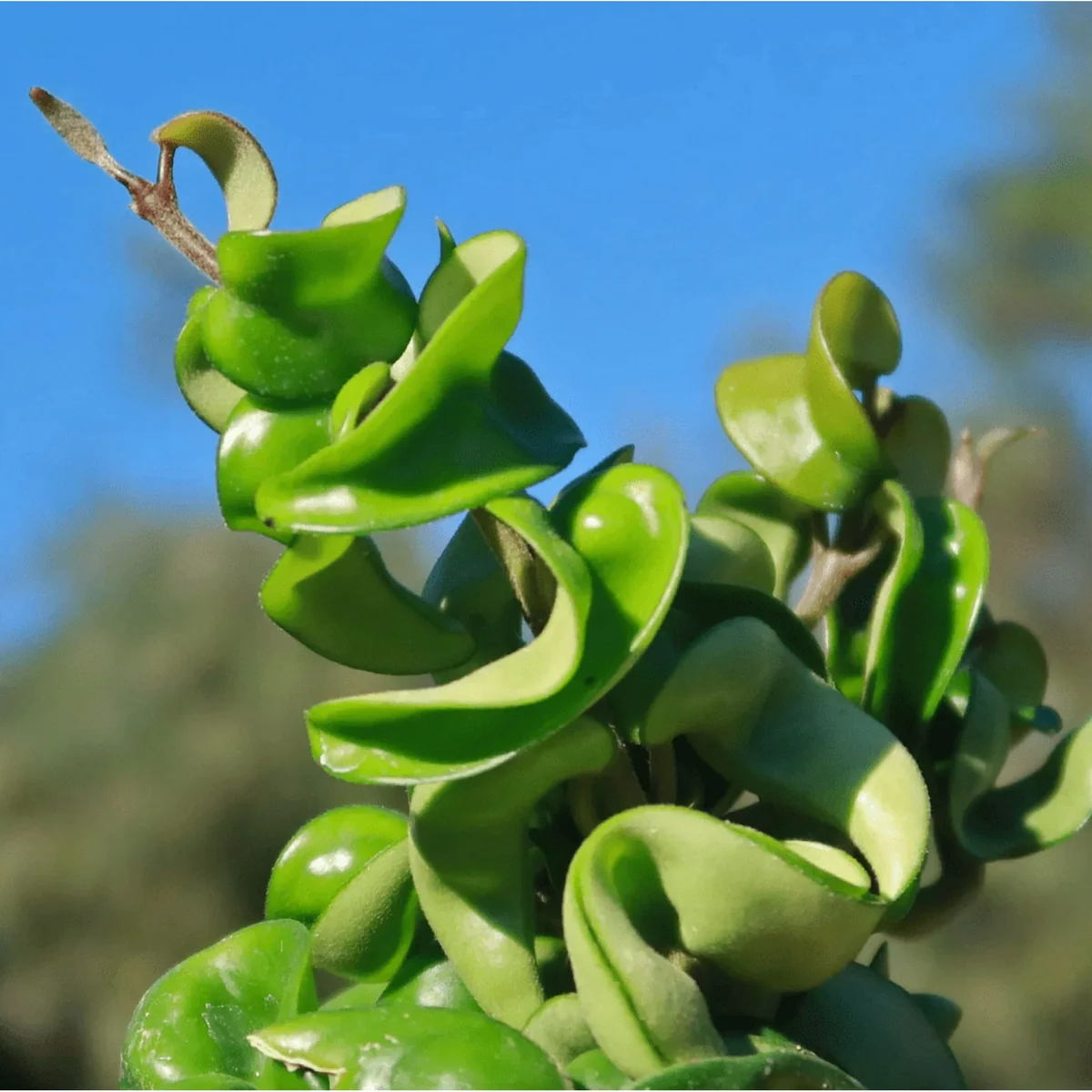 Hoya Hindu Rope Live Plant – 3 Inch Potted Indoor Houseplant - Image 3