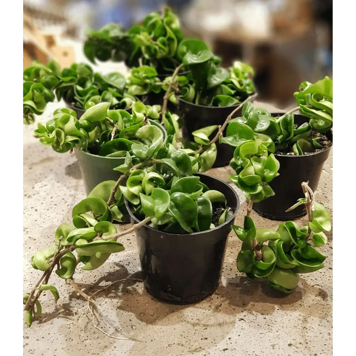 Hoya Hindu Rope Live Plant – 3 Inch Potted Indoor Houseplant - Image 4