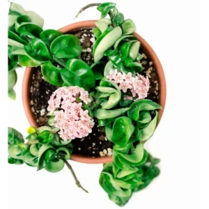 Hoya Hindu Rope Live Plant – 3 Inch Potted Indoor Houseplant - Image 5