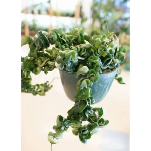 Hoya Hindu Rope Live Plant – 3 Inch Potted Indoor Houseplant - Image 6