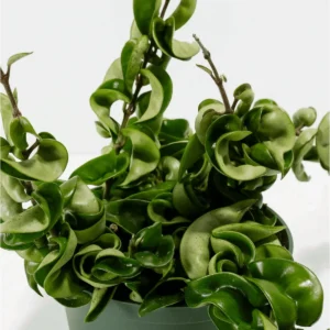 Hoya Hindu Rope Live Plant – 3 Inch Potted Indoor Houseplant - Image 7