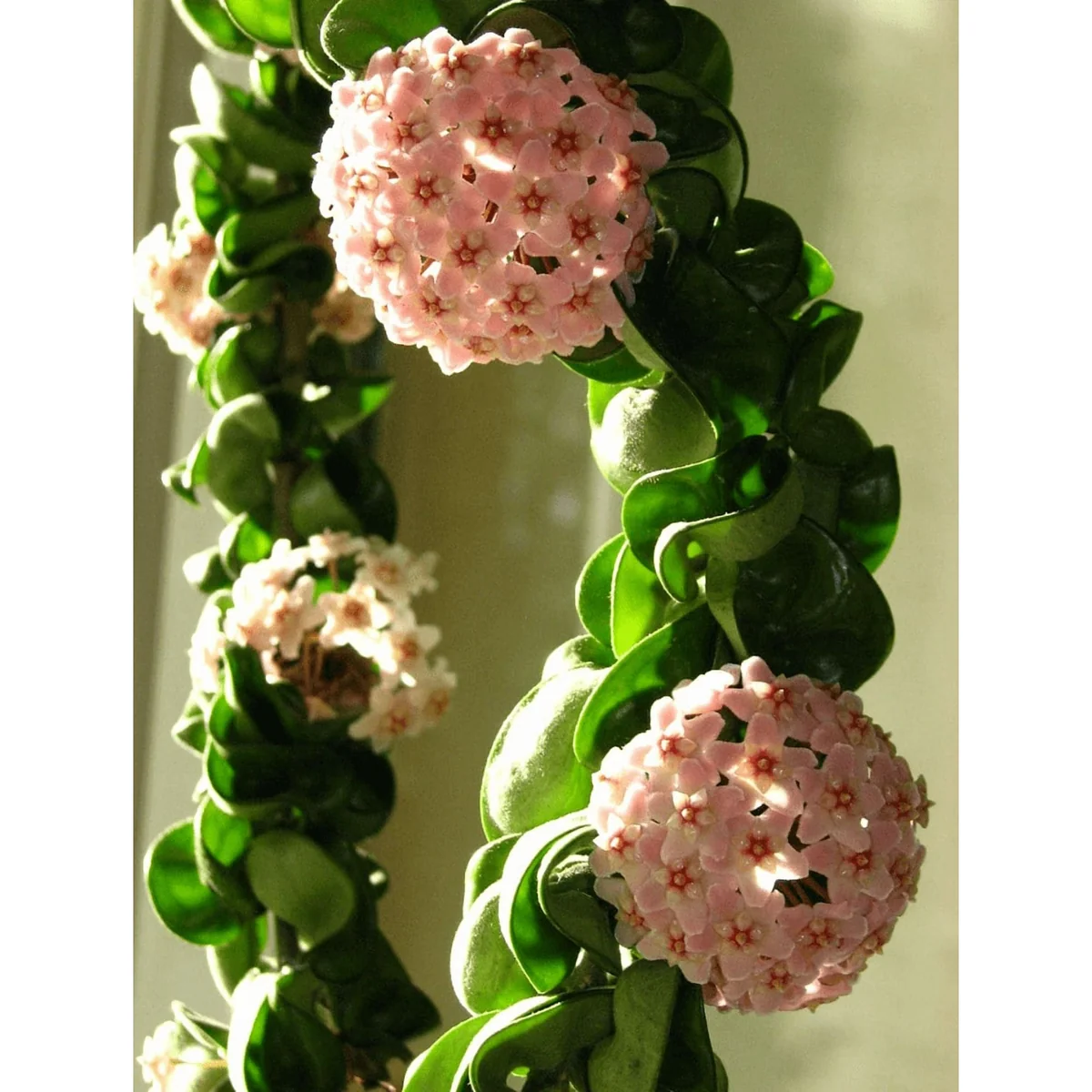 Hoya Hindu Rope Live Plant – 3 Inch Potted Indoor Houseplant - Image 1