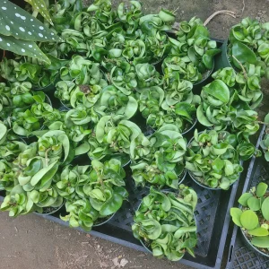 Hoya Hindu Rope Plant - Carnosa Compacta Green Live Plant - 3in or 4in Pot - Indoor - Image 3