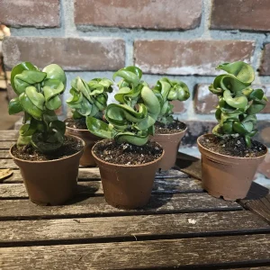 Hoya Hindu Rope Plant - Carnosa Compacta Green Live Plant - 3in or 4in Pot - Indoor - Image 4