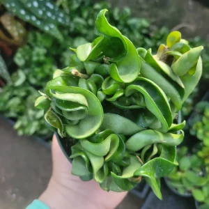 Hoya Hindu Rope Plant - Carnosa Compacta Green Live Plant - 3in or 4in Pot - Indoor - Image 5